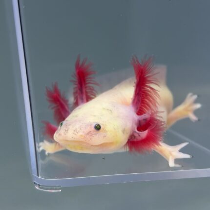 Axolotl For Sale