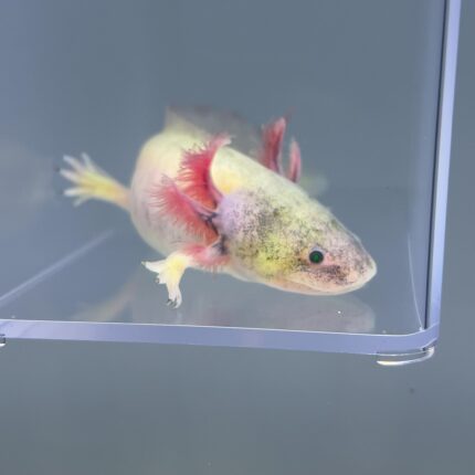 Axolotl For Sale