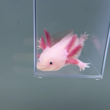 Axolotl For Sale