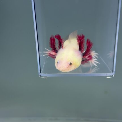 Axolotl For Sale