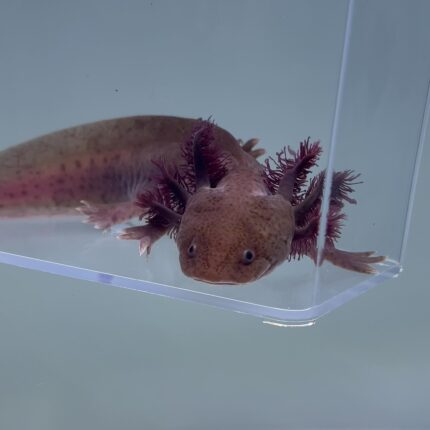 Male Copper Melanoid Axolotl For Sale - Pablo