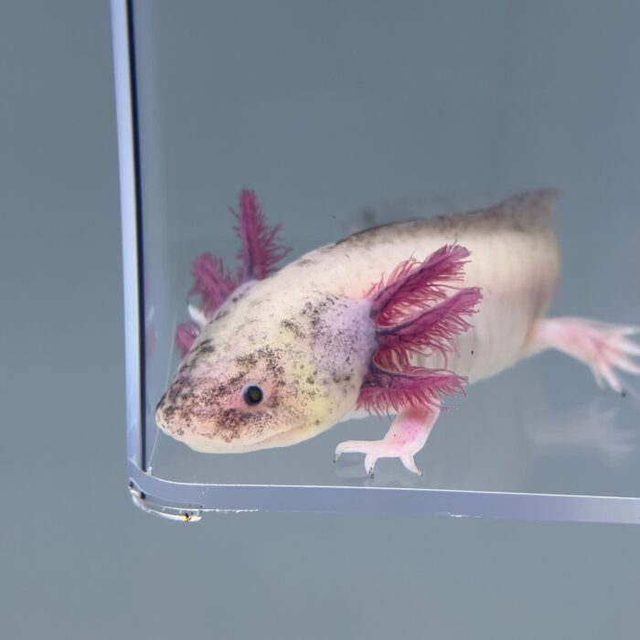 Axolotl For Sale