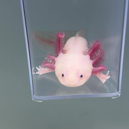 Axolotl For Sale