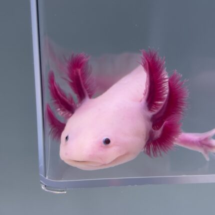 Axolotl For Sale