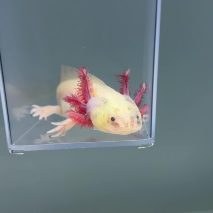 axolotl for sale