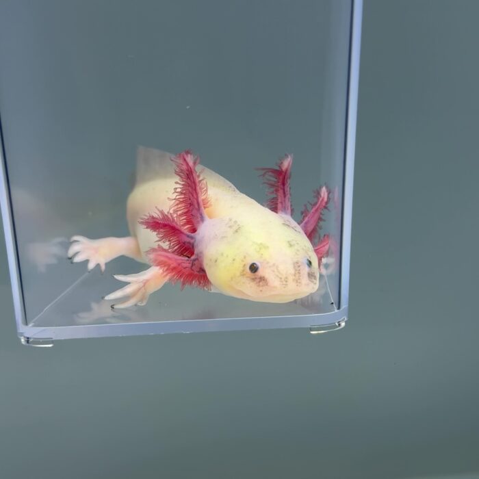 axolotl for sale