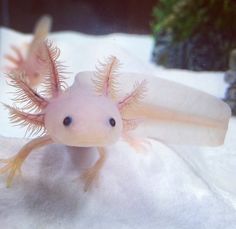 Albino Axolotl for Sale