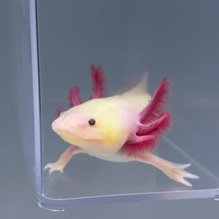 Axolotl For Sale