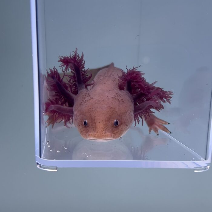 Axolotl For Sale