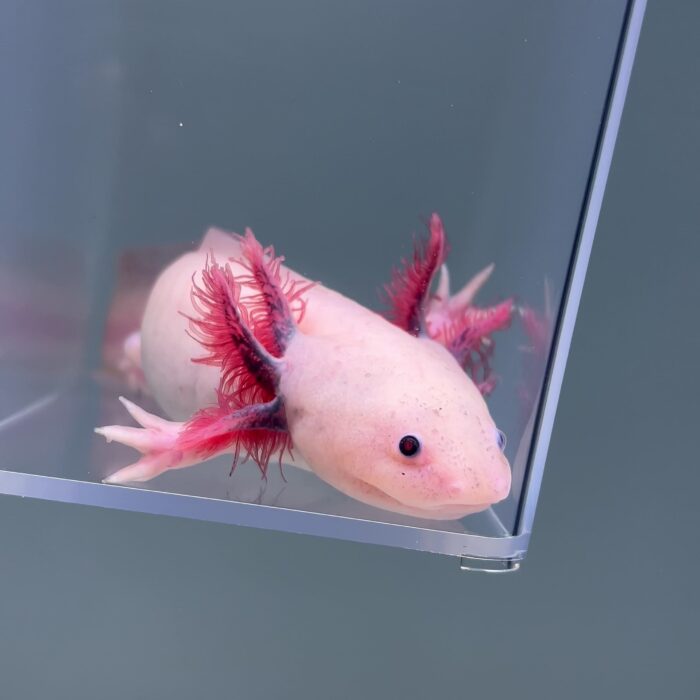 Axolotl For Sale