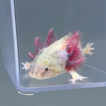 Axolotl For Sale