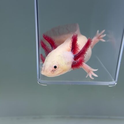 Axolotl For Sale