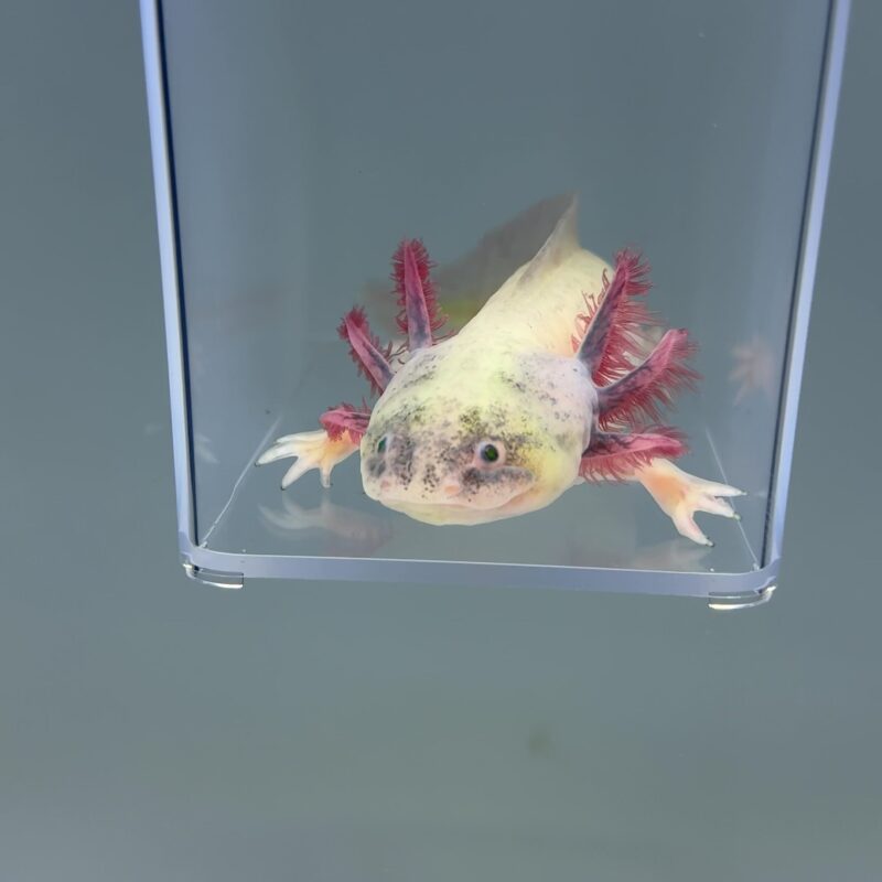 Axolotl For Sale