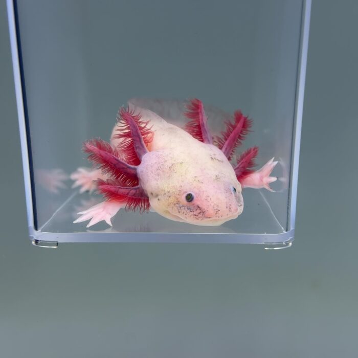 Axolotl For Sale