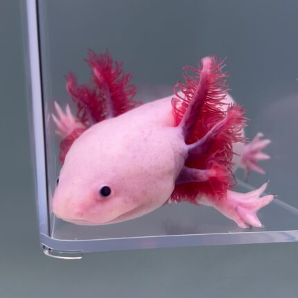 Axolotl For Sale