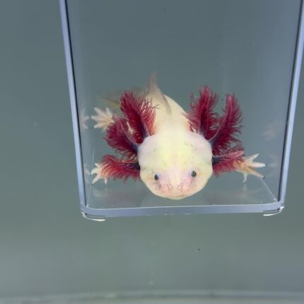 Axolotl For Sale