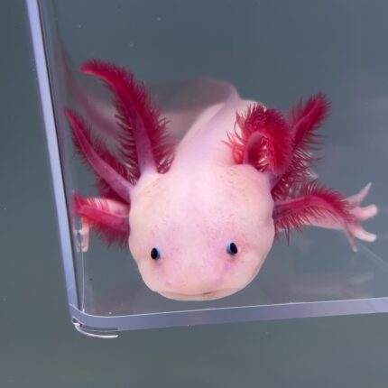 Axolotl For Sale