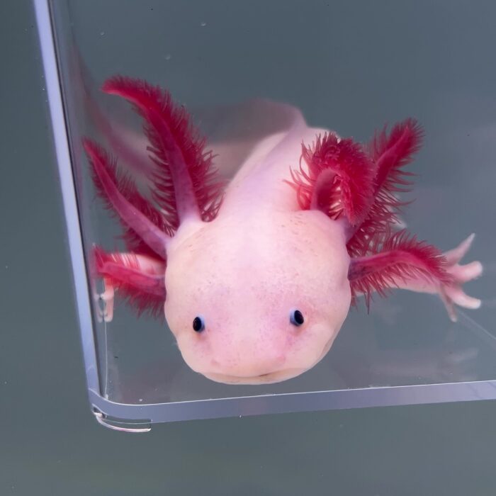 Axolotl For Sale