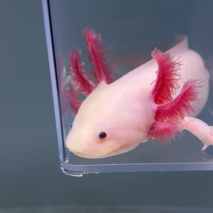 Axolotl For Sale