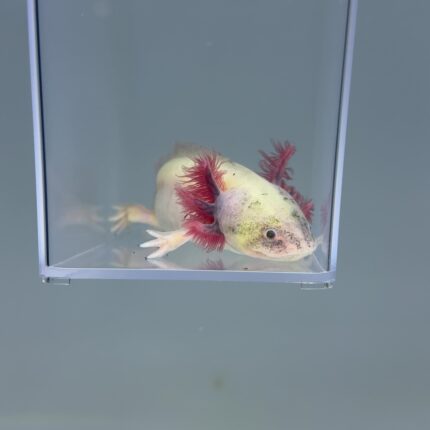 Axolotl For Sale