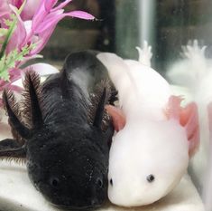 Axolotl for Sale