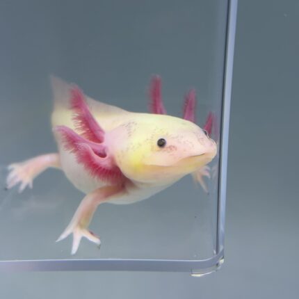 Axolotl For Sale