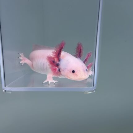 Axolotl For Sale