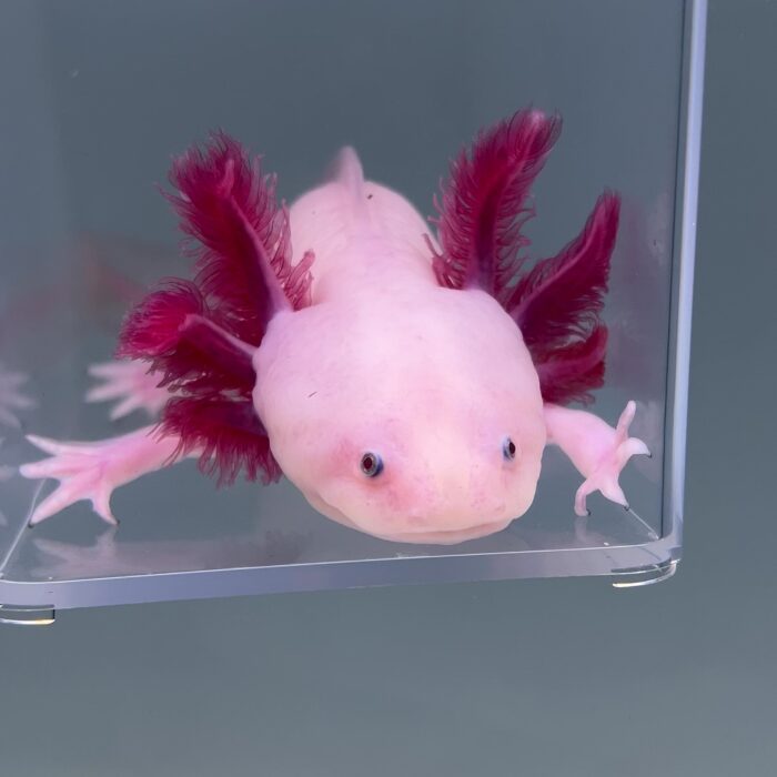 Axolotl For Sale