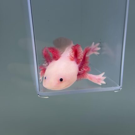 Axolotl For Sale