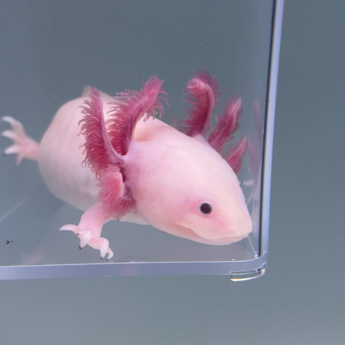 Axolotl For Sale