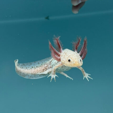 Axanthic Copper Axolotl for Sale