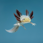 Copper Melanoid Axolotl for Sale