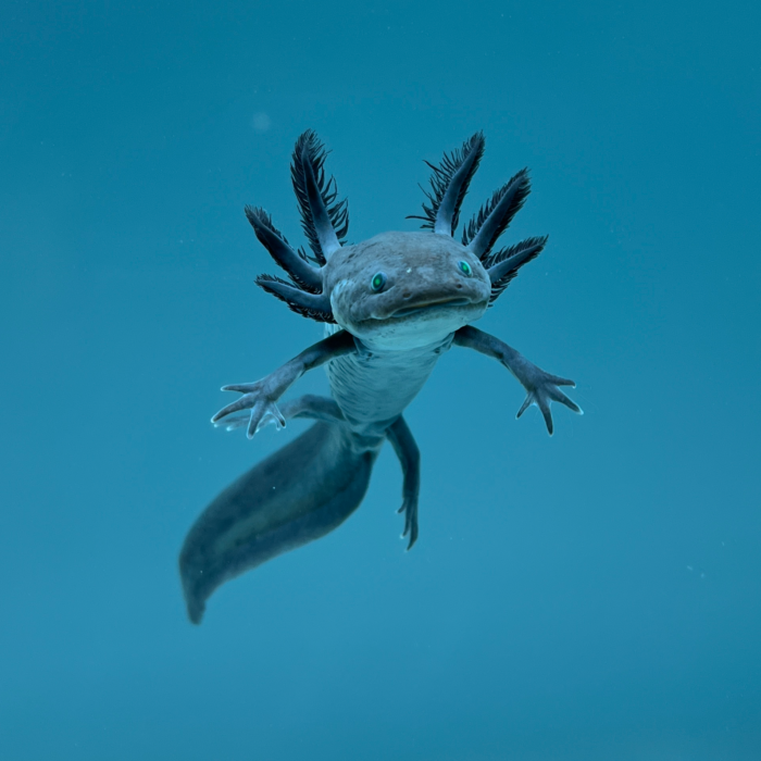 GFP Melanoid Axolotl for Sale