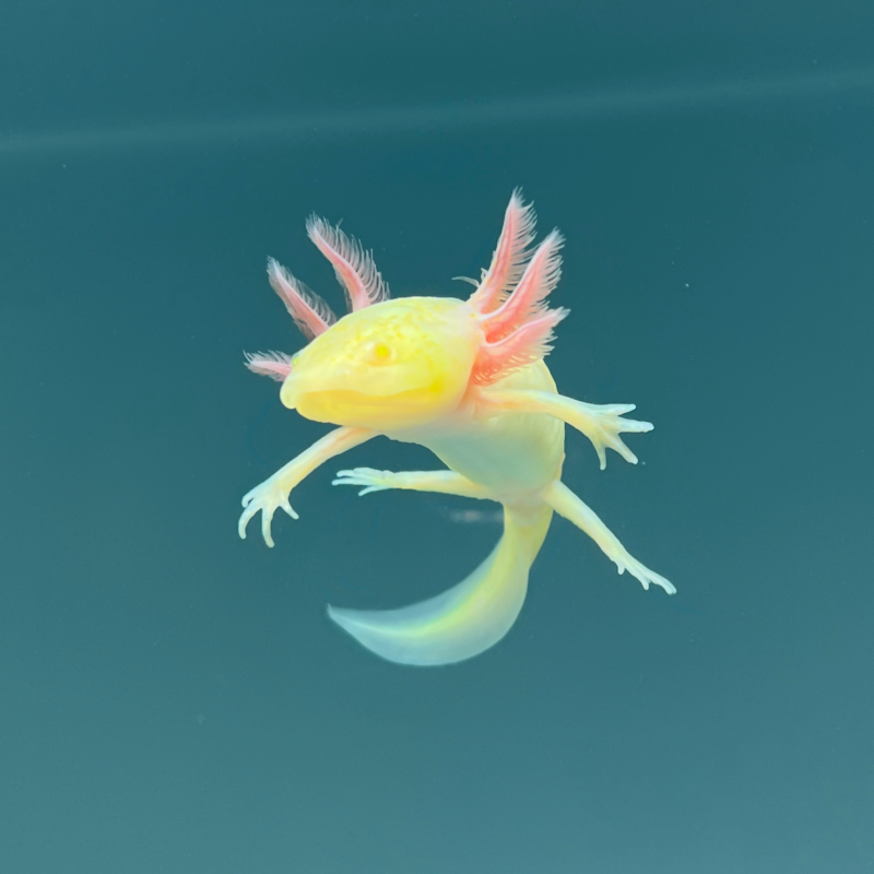 GFP Albino Melanoid Axolotl for Sale