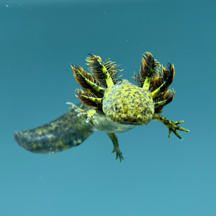 Wild Type Axolotl for Sale