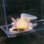 GFP Copper Melanoid Axolotl for Sale