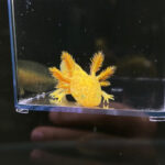 GFP Copper Axolotl for Sale