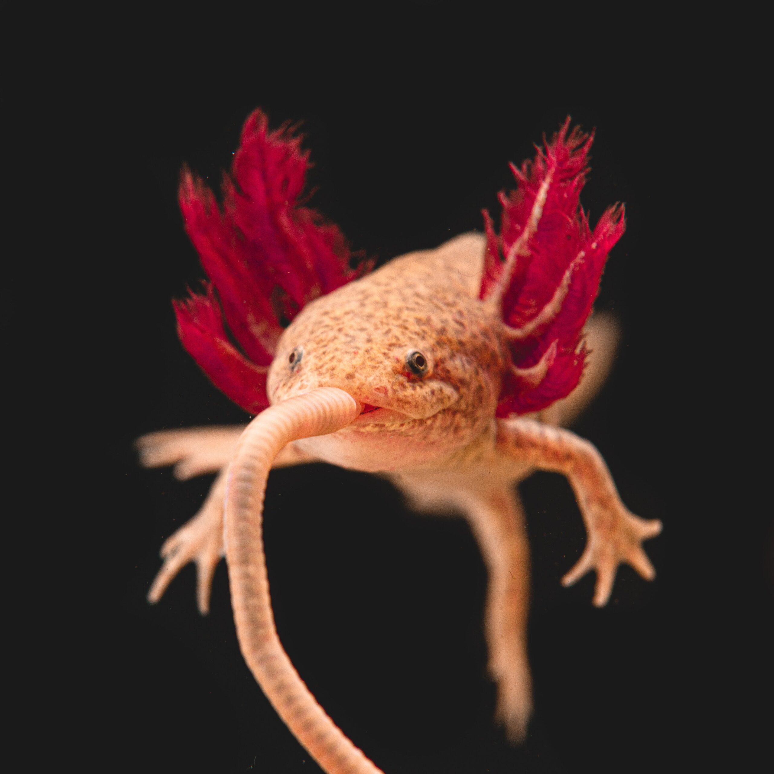 Axolotl for Sale