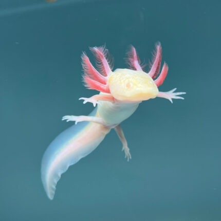 Albino Melanoid Axolotl for Sale