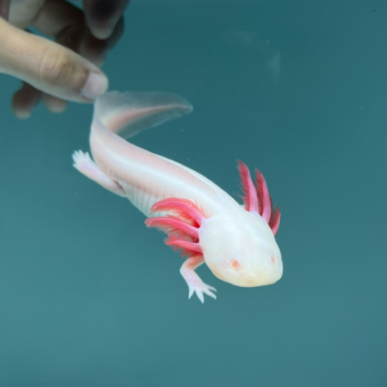 Albino Axolotl for Sale