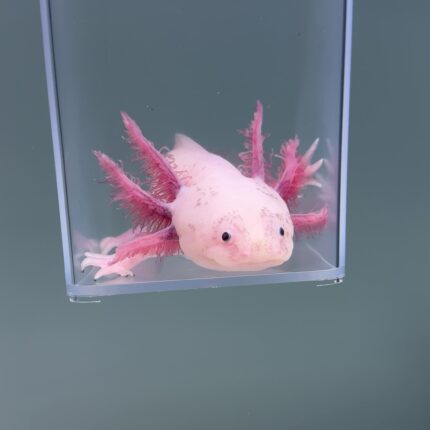 Axolotl For Sale