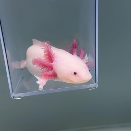 Axolotl For Sale