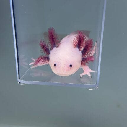 Axolotl For Sale