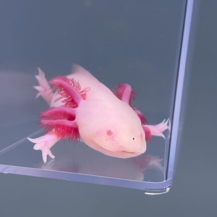 Axolotl For Sale