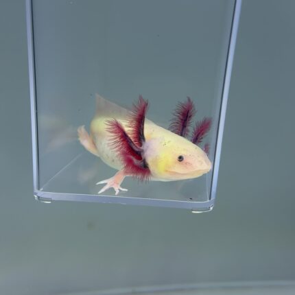 Axolotl For Sale