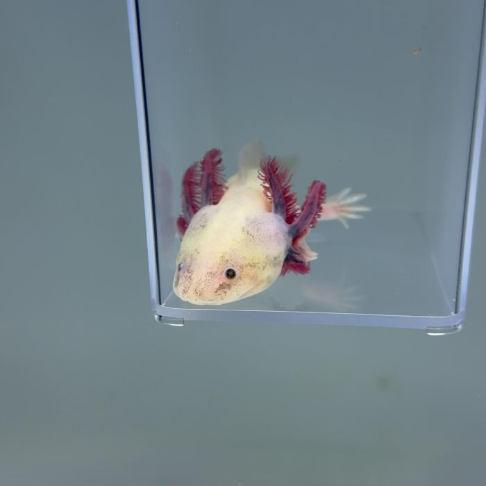 Axolotl For Sale