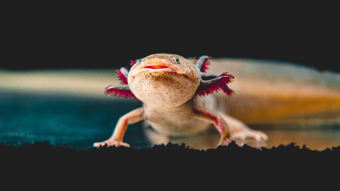 How Can I Tell If My Axolotl Is a Boy or a Girl?