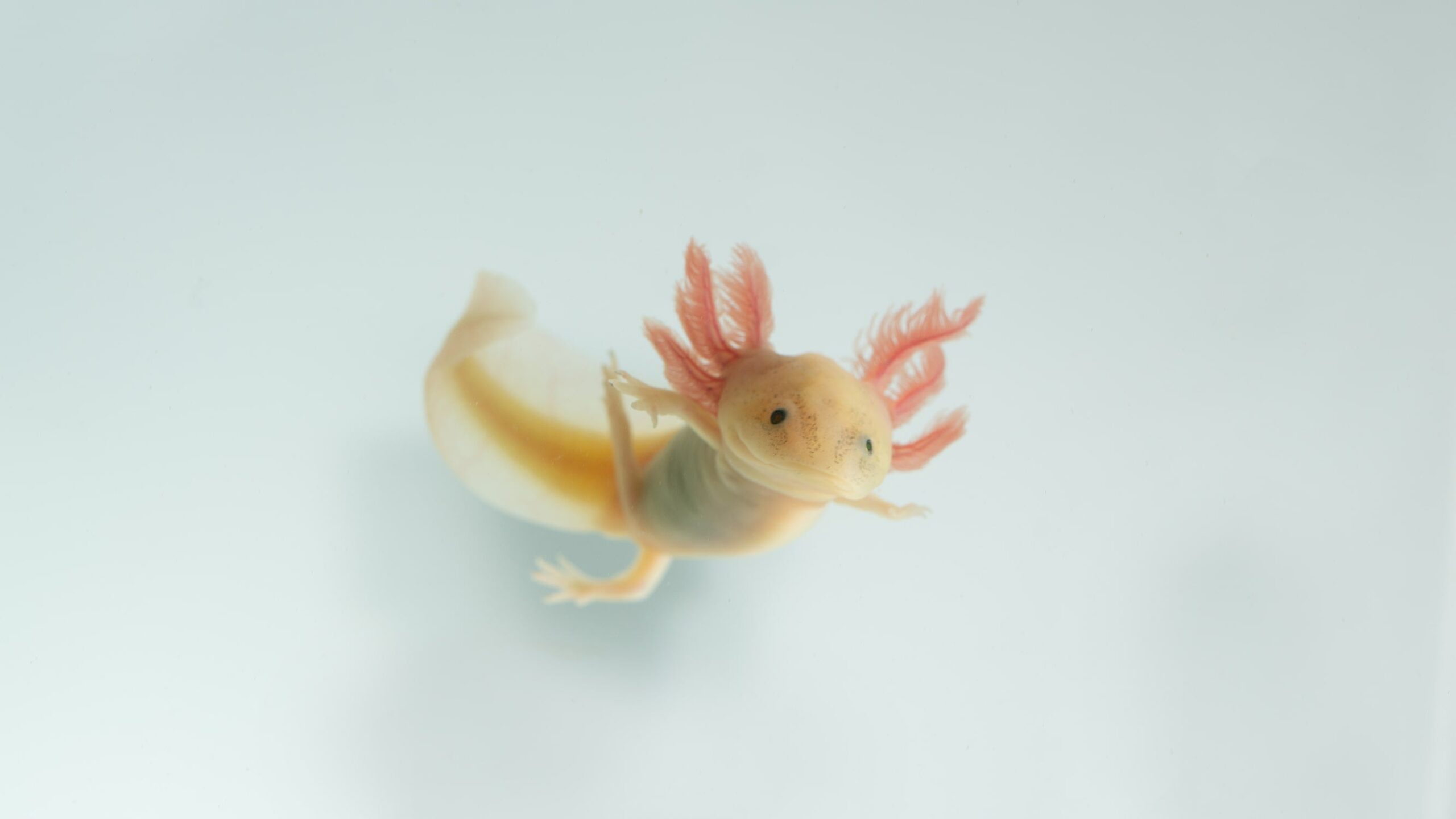 What to know Before purchasing your first Axolotl