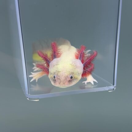 Axolotl For Sale