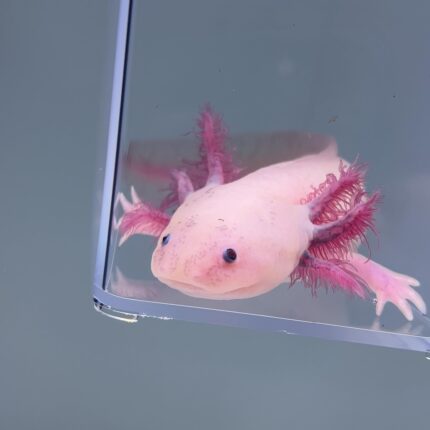 Axolotl For Sale